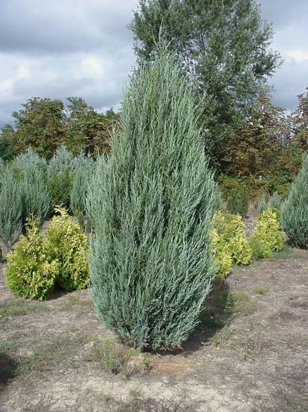 juniperus virginiana